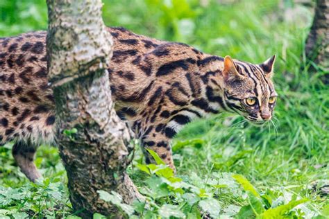 18 Wild Animals in Laos [Wildlife in Laos] .